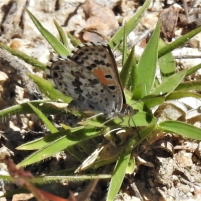 Lucia limbaria (Chequered Copper) at Paddys River, ACT - 26 Feb 2021 by JohnBundock