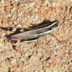 Macrotona australis at Paddys River, ACT - 26 Feb 2021