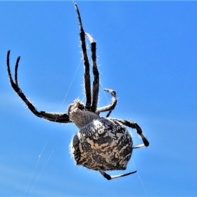 Backobourkia (genus) (An orb weaver) at Paddys River, ACT - 26 Feb 2021 by JohnBundock