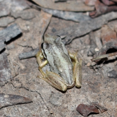 Litoria verreauxii verreauxii (Whistling Tree-frog) at Uriarra, NSW - 20 Feb 2021 by Sarah2019