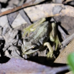 Litoria verreauxii verreauxii at Uriarra, NSW - 20 Feb 2021