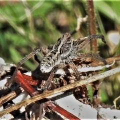 Tasmanicosa sp. (genus) (Unidentified Tasmanicosa wolf spider) at Bullen Range - 26 Feb 2021 by JohnBundock