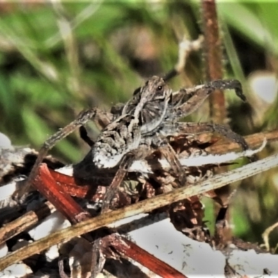Tasmanicosa sp. (genus) (Unidentified Tasmanicosa wolf spider) at Paddys River, ACT - 26 Feb 2021 by JohnBundock
