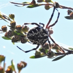 Backobourkia sp. (genus) (An orb weaver) at Paddys River, ACT - 26 Feb 2021 by JohnBundock