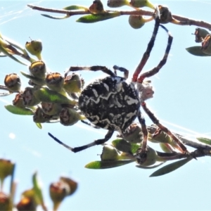 Backobourkia sp. (genus) at Paddys River, ACT - 26 Feb 2021