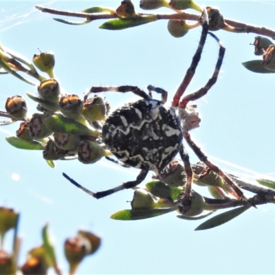 Backobourkia sp. (genus) (An orb weaver) at Paddys River, ACT - 26 Feb 2021 by JohnBundock