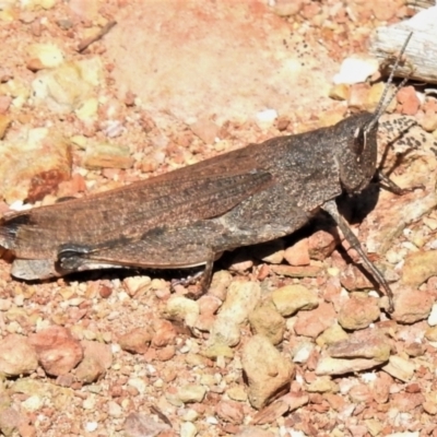 Goniaea opomaloides (Mimetic Gumleaf Grasshopper) at Bullen Range - 26 Feb 2021 by JohnBundock