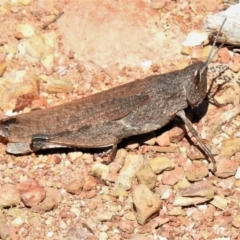 Goniaea opomaloides (Mimetic Gumleaf Grasshopper) at Paddys River, ACT - 26 Feb 2021 by JohnBundock