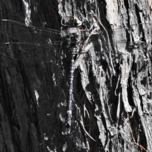 Austroaeschna multipunctata at Paddys River, ACT - 26 Feb 2021