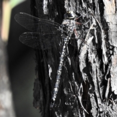 Austroaeschna multipunctata at Paddys River, ACT - 26 Feb 2021