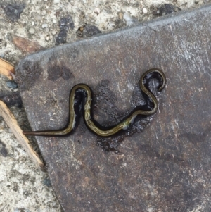 Caenoplana bicolor at Waramanga, ACT - 27 Feb 2021