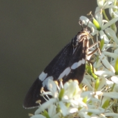 Nyctemera amicus (Senecio Moth, Magpie Moth, Cineraria Moth) at Cotter Reserve - 20 Jan 2021 by michaelb