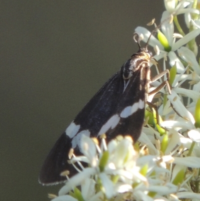 Nyctemera amicus (Senecio Moth, Magpie Moth, Cineraria Moth) at Uriarra Village, ACT - 20 Jan 2021 by michaelb