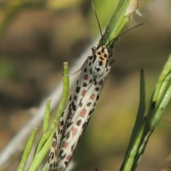 Utetheisa pulchelloides (Heliotrope Moth) at Stromlo, ACT - 20 Jan 2021 by michaelb