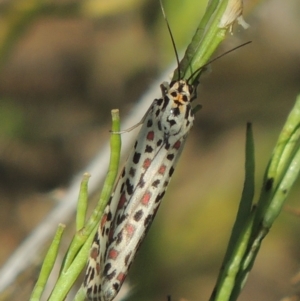 Utetheisa pulchelloides at Stromlo, ACT - 20 Jan 2021