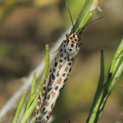 Utetheisa pulchelloides (Heliotrope Moth) at Stromlo, ACT - 20 Jan 2021 by michaelb