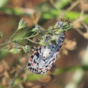 Utetheisa pulchelloides at Stromlo, ACT - 20 Jan 2021