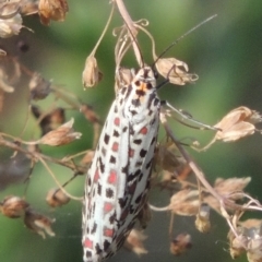 Utetheisa pulchelloides at Stromlo, ACT - 20 Jan 2021