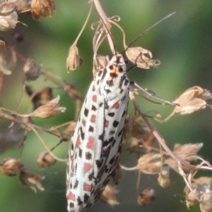 Utetheisa pulchelloides at Stromlo, ACT - 20 Jan 2021