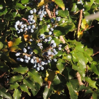 Berberis aquifolium (Oregon Grape) at Uriarra Village, ACT - 20 Jan 2021 by michaelb