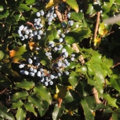 Berberis aquifolium (Oregon grape) at Cotter Reserve - 20 Jan 2021 by michaelb