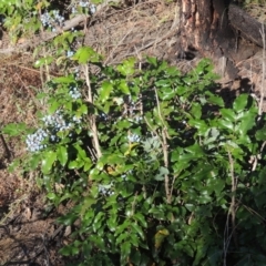 Berberis aquifolium at Uriarra Village, ACT - 20 Jan 2021