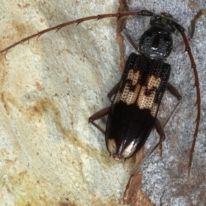 Phoracantha semipunctata at Majura, ACT - 26 Feb 2021