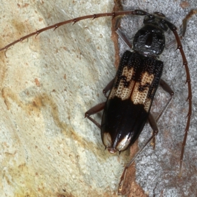 Phoracantha semipunctata (Common Eucalypt Longicorn) at Mount Ainslie - 26 Feb 2021 by jb2602