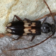 Phoracantha semipunctata at Majura, ACT - 26 Feb 2021