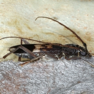 Phoracantha semipunctata at Majura, ACT - 26 Feb 2021