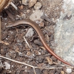 Morethia boulengeri (Boulenger's Skink) at Holt, ACT - 27 Feb 2021 by trevorpreston