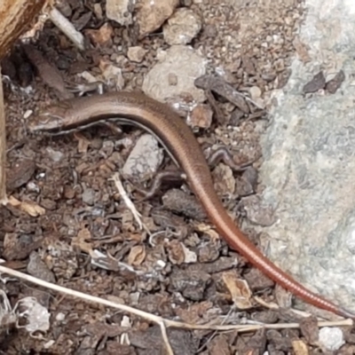 Morethia boulengeri (Boulenger's Skink) at Holt, ACT - 27 Feb 2021 by trevorpreston