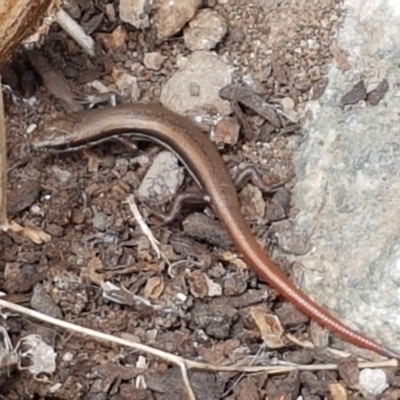 Morethia boulengeri (Boulenger's Skink) at Holt, ACT - 27 Feb 2021 by tpreston