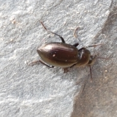 Adelium brevicorne (Bronzed field beetle) at Holt, ACT - 27 Feb 2021 by tpreston