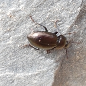 Adelium brevicorne at Holt, ACT - 27 Feb 2021