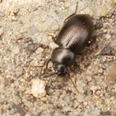 Adelium brevicorne at Holt, ACT - 27 Feb 2021