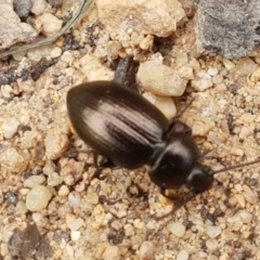 Adelium brevicorne at Holt, ACT - 27 Feb 2021 11:57 AM