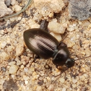 Adelium brevicorne at Holt, ACT - 27 Feb 2021