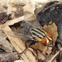 Sarcophagidae (family) (Unidentified flesh fly) at Holt, ACT - 27 Feb 2021 by trevorpreston