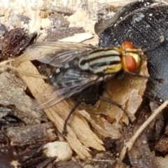 Sarcophagidae (family) at Holt, ACT - 27 Feb 2021 11:57 AM