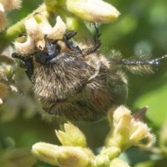 Bisallardiana gymnopleura (Brown flower chafer) at ANBG - 26 Feb 2021 by WHall