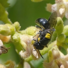 Hylaeus (Euprosopoides) rotundiceps (Hylaeine colletid bee) at ANBG - 26 Feb 2021 by WHall