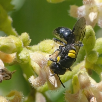 Hylaeus (Euprosopoides) rotundiceps (Hylaeine colletid bee) at ANBG - 26 Feb 2021 by WHall