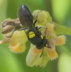 Hylaeus (Euprosopoides) rotundiceps at Acton, ACT - 26 Feb 2021