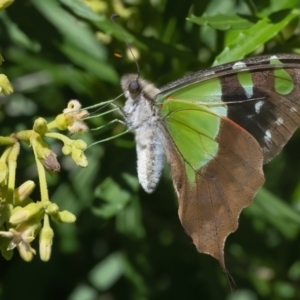 Graphium macleayanum at Acton, ACT - 26 Feb 2021