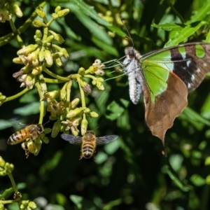 Graphium macleayanum at Acton, ACT - 26 Feb 2021