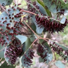 Apiomorpha sp. (genus) (A gall forming scale) at Googong, NSW - 25 Feb 2021 by Wandiyali