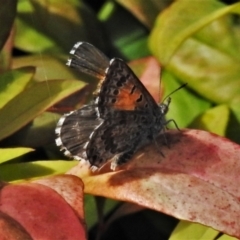 Lucia limbaria (Chequered Copper) at Wanniassa, ACT - 27 Feb 2021 by JohnBundock