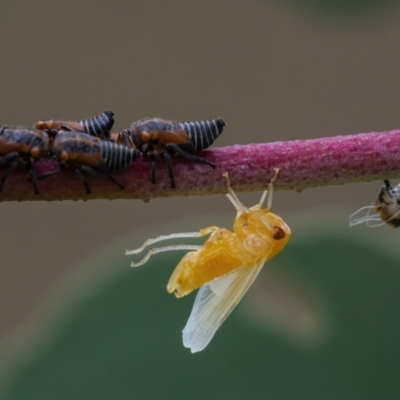 Eurymelinae (subfamily) (Unidentified eurymeline leafhopper) at Googong, NSW - 25 Feb 2021 by WHall