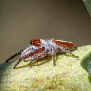 Opisthoncus sp. (genus) at Googong, NSW - 25 Feb 2021